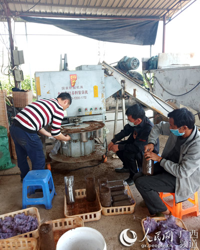 食用菌基地工人在制作菌包。梁秋萍攝