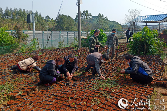 油茶合作社成員在給油茶苗除草。梁秋萍攝