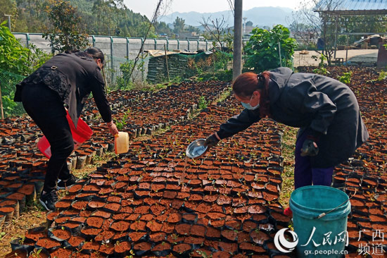 油茶合作社成員在給除草后的油茶苗施肥。梁秋萍攝