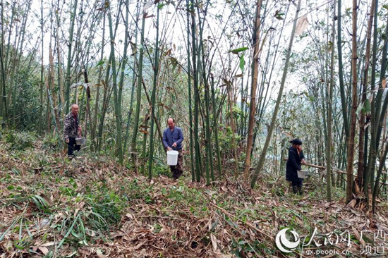 村民們進行竹林管護。王文雙攝