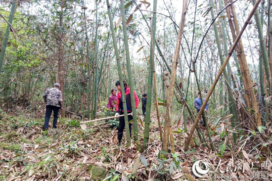 村民們進行竹林管護。王文雙攝
