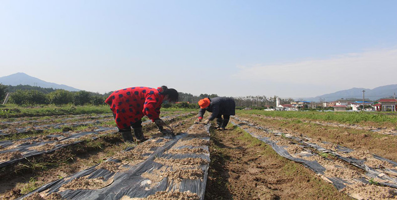 圖為村民們正有條不紊地為馬鈴薯破膜引苗。桂林市委宣傳部供圖