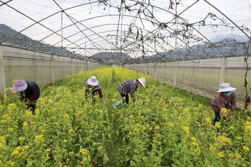 圖為工人在農業部園藝作物標准化生產基地勞動。桂林市委宣傳部供圖