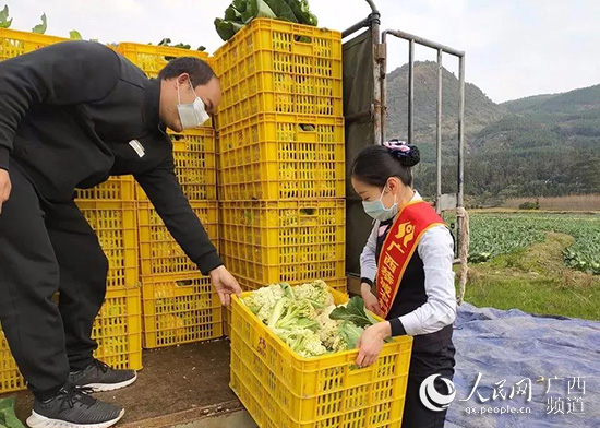 恭城農信社工作人員協助農戶裝運蔬菜。廣西農信社供圖