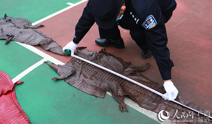 民警對查獲的鱷魚皮長度進行測量。陳園林攝