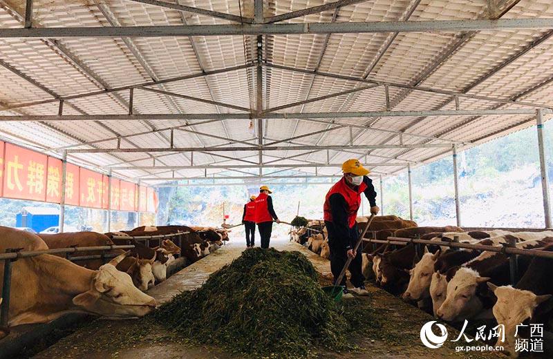 志願者在肉牛產業基地給肉牛喂“午餐”。韋泉芳攝