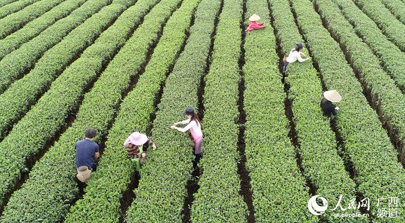 3月8日，人們在三江侗族自治縣林溪鎮平鋪村採摘春茶。龔普康攝