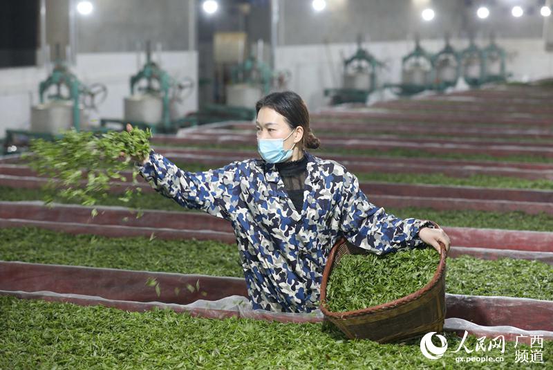 3月8日，一名女子在三江侗族自治縣程村鄉古泉山茶業有限公司攤青。龔普康攝