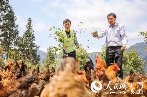賈祥東邀請土雞養殖大師指導村民養殖土雞。文毅攝