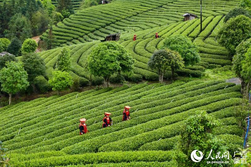 茶農正在大樟鄉三古茶園裡採茶。李冠才攝