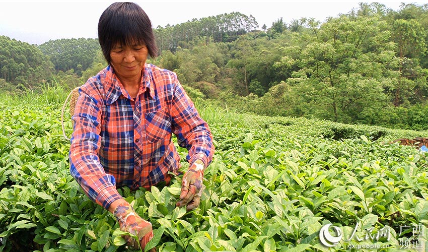 在合作社工作的村民正在採摘茶葉。陸江攝