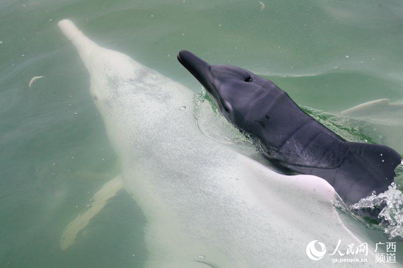 2020年4月14日，廣西欽州中華白海豚研究與保護中心的科研人員在欽州三娘灣考察時拍攝到的一隻新生小海豚。小海豚身上的胎皺還很明顯，它正緊緊依偎著媽媽練習游泳。趙一攝