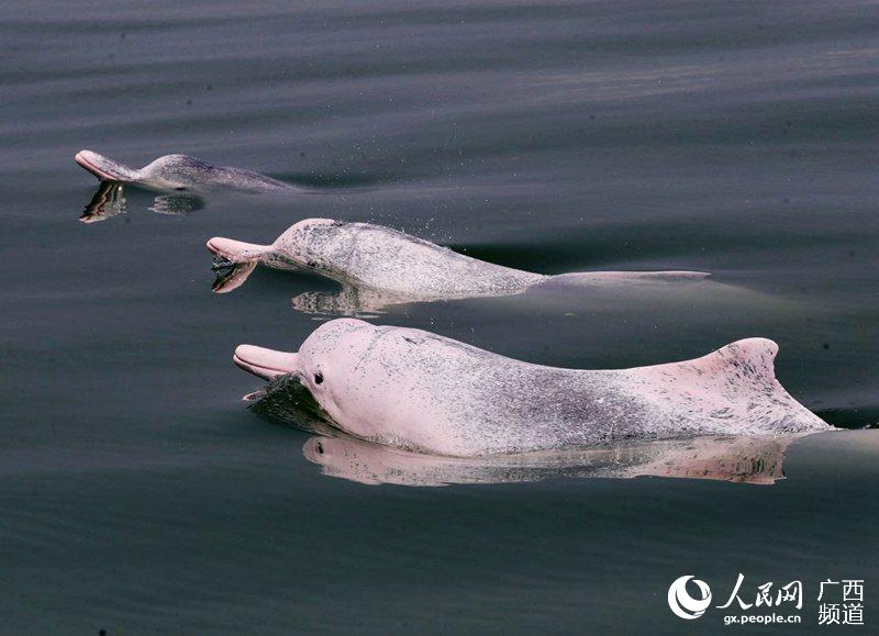 2020年4月14日，欽州中華白海豚研究與保護中心的科研人員在三娘灣考察時拍攝到的三隻中華白海豚。趙一攝