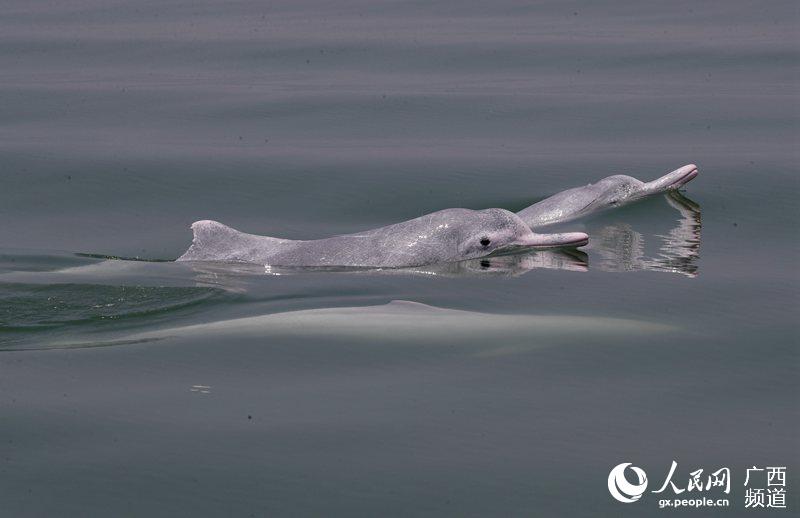 2020年4月14日，在廣西欽州三娘灣海域，兩隻成年中華白海豚在游玩。趙一攝