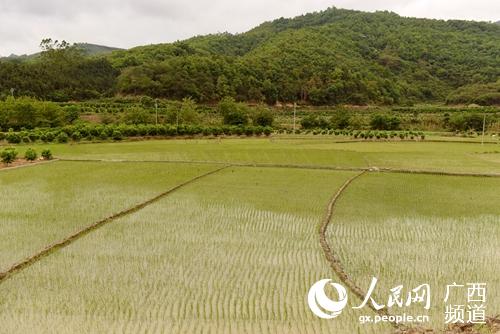 那佐鄉弄同屯的水稻田。黃燕群攝
