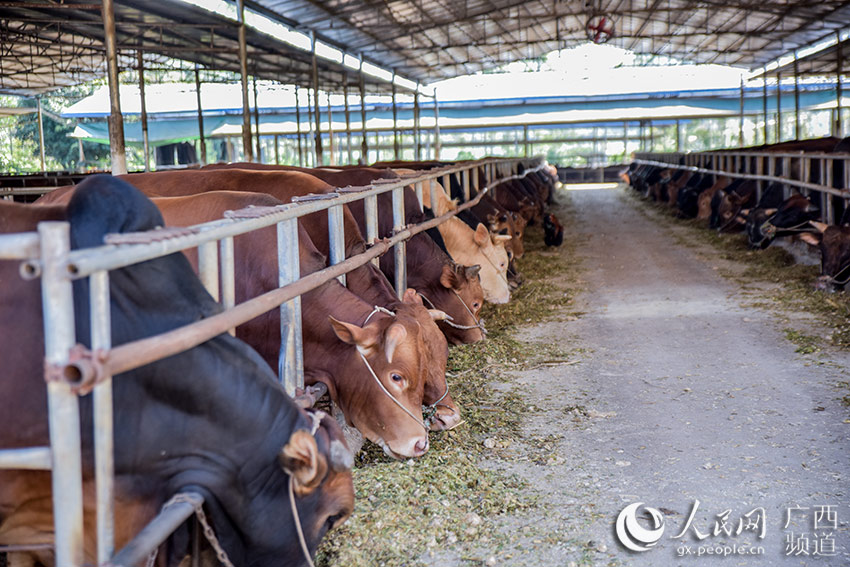 宏飛肉牛養殖場的400多頭肉牛們正“優雅”地吃著美味中餐。黎玉民攝