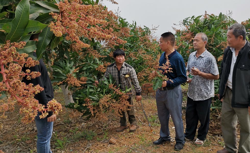 田阳县阳光助残扶贫基地指导残疾人种植芒果。