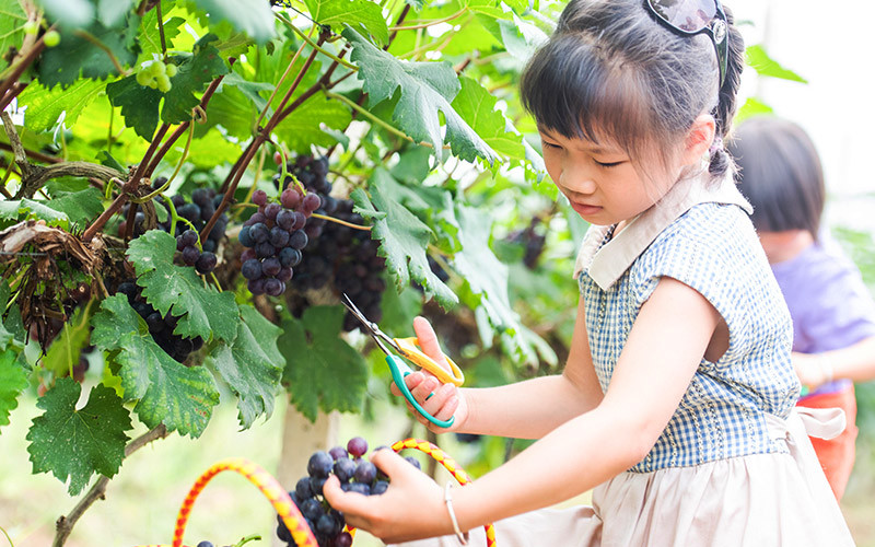 小朋友在果園採摘葡萄。何華文攝