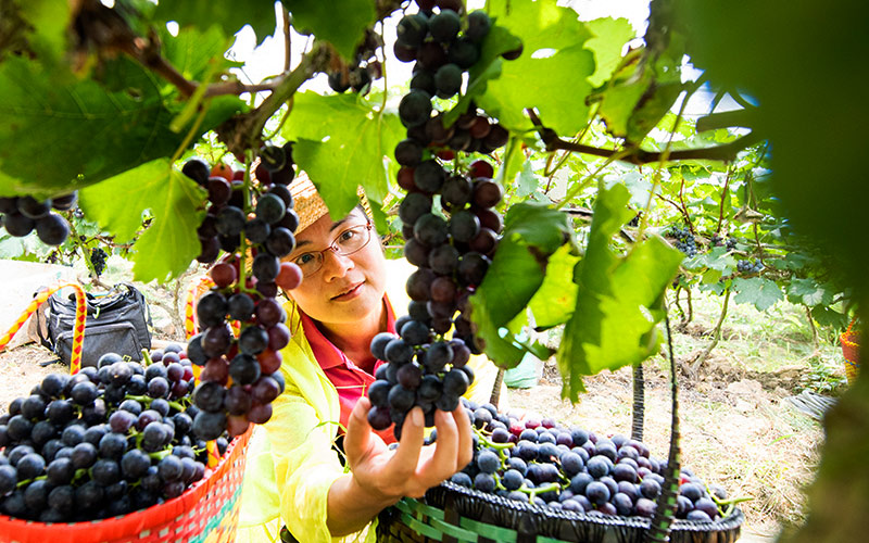 游客採摘葡萄。何華文攝