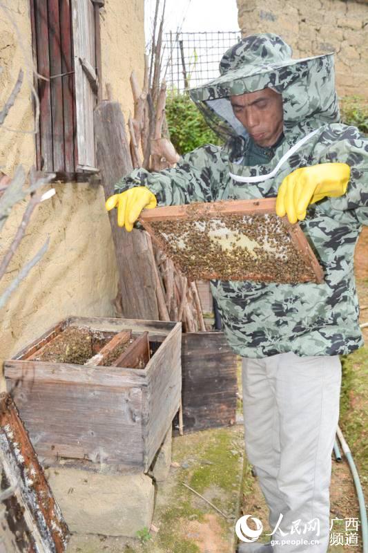 脫貧戶徐照邦在觀察蜜蜂釀蜜情況。梧州市委宣傳部供圖