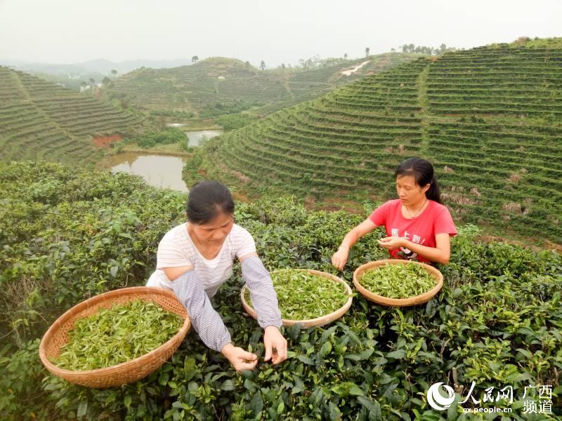梧州市藤縣金雞鎮同樂村貧困戶在茶葉合作社基地採摘茶葉。梧州市委宣傳部供圖