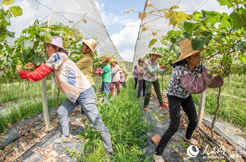 梧州市長洲區倒水鎮富萬村貧困戶農民在扶貧產業項目葡萄種植基地護理即將成熟的優質葡萄。梧州市委宣傳部供圖