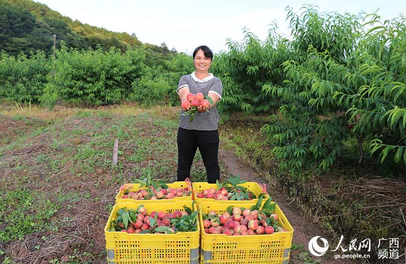 村民展示又大又紅的烏桃。梁玉萍攝