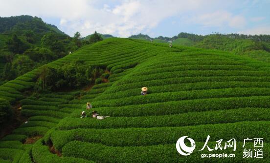 茶農在南山茶海採摘茶葉。左德強攝