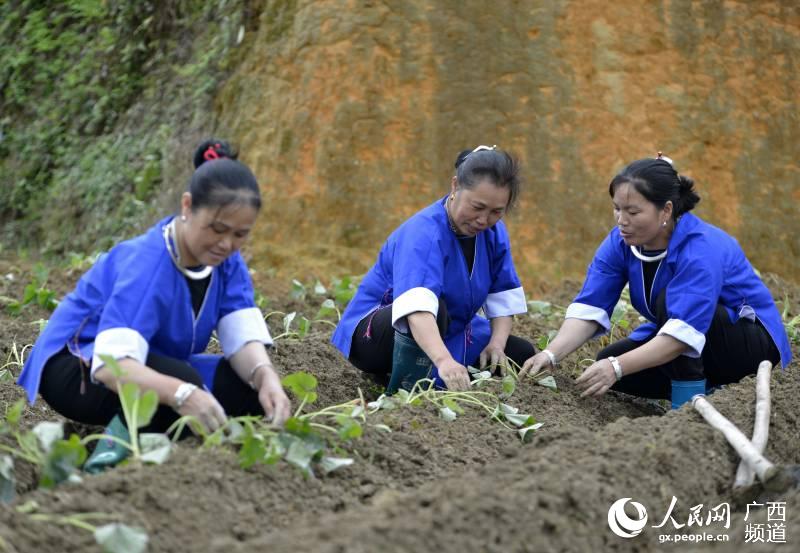 圖為農戶在交流種植心得。滾億忠攝