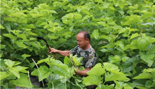 隆林：發展桑蠶產業 促進農民增收
