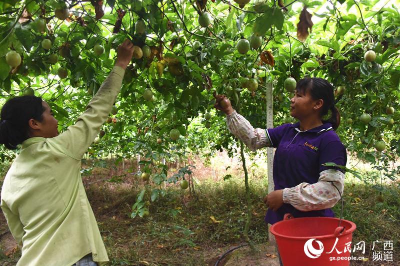 農民群眾正在採摘百香果。寧明縣融媒體中心供圖