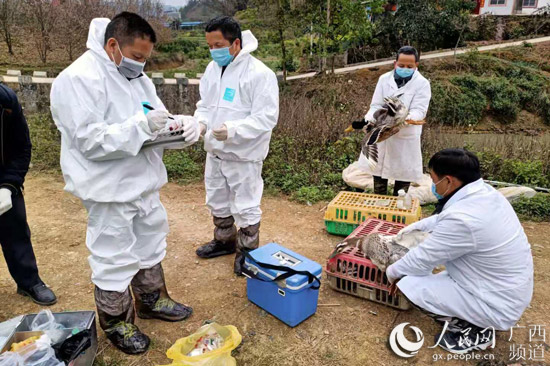 庄茂忠（左一）到馬蚌鎮那扛村幫助指導養殖戶進行禽流感採樣監測工作。韋素雪攝