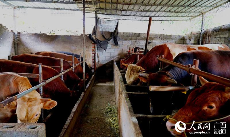 楊福堂的牛棚裡現在養有13頭牛。忻城縣融媒體中心供圖