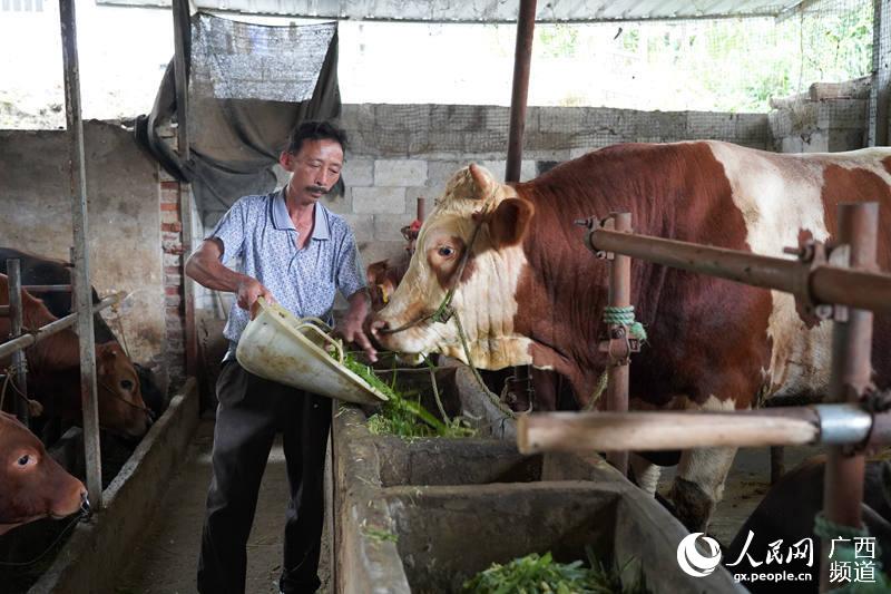 楊福堂正在喂牛。忻城縣融媒體中心供圖
