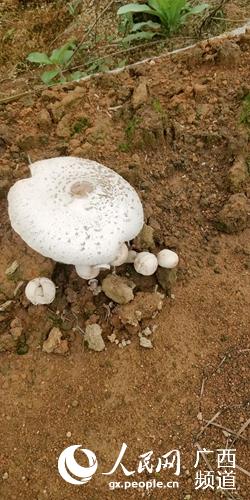 毒蘑菇。廣西壯族自治區疾控中心供圖