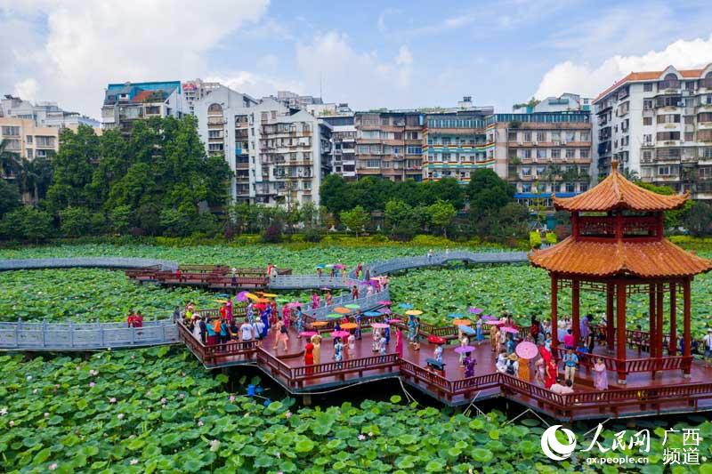 何华文摄7月2日上午,在广西梧州市潘塘荷花公园,荷花绽放,来自梧州市