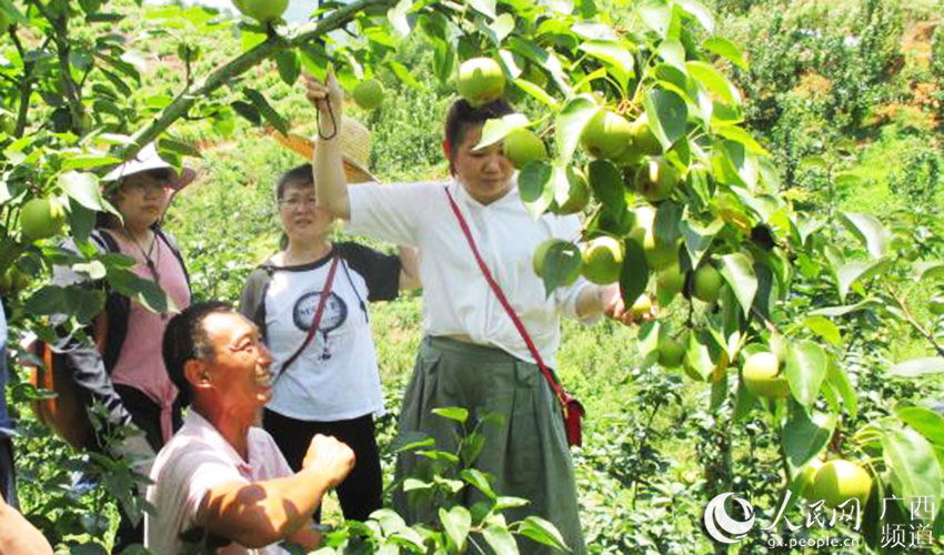 游客在果園採摘梨子。上思縣扶貧攻堅辦供圖