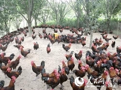 林下養雞產業蓬勃發展。王勇攝