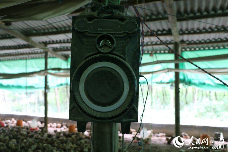 在雞舍裡放音樂，為雛雞作“抗應激”訓練。譚宇夢攝