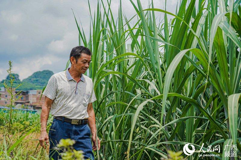 藍永楊在地裡查看甘蔗。潘顯高攝