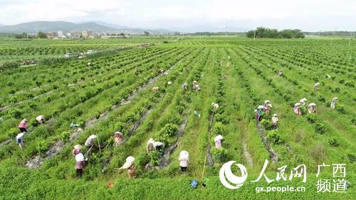 港北區延塘村村民在豐沃水果種植基地裡務工 。張慶杰攝 