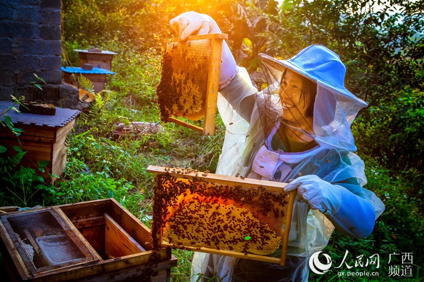 2016年脫貧戶張春紅帶領貧困戶一起養蜂，過上甜蜜新生活。伍德熾攝
