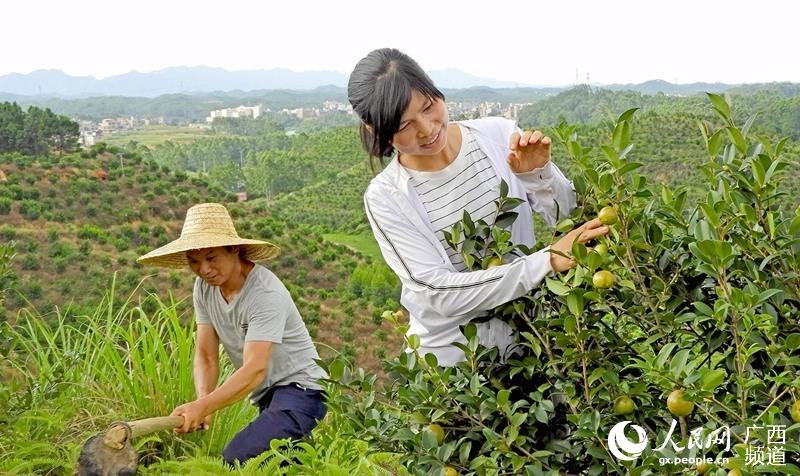 村民正在油茶種植基地勞作。鄭文虹攝