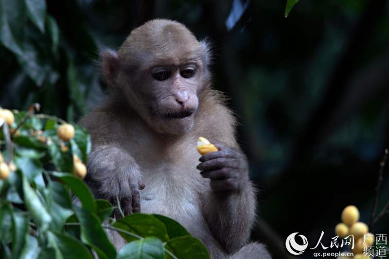 图为猴子吃黄皮果的神态。陈渊文摄