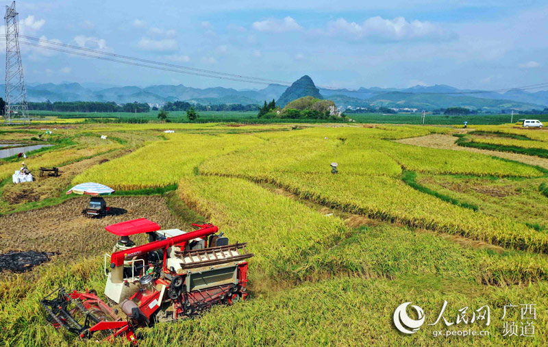 農民駕駛收割機在田間收割早稻。譚凱興攝