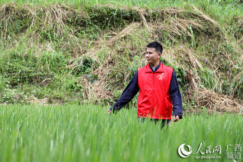 走在種植著新一季富硒水稻的梯田裡，看著稻苗的良好長勢，鐘金宏欣慰地笑著。吳明江攝