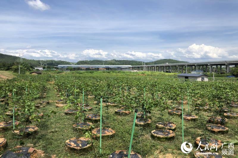 夏郢鎮鎮安村百香果種植示范基地。袁琳攝