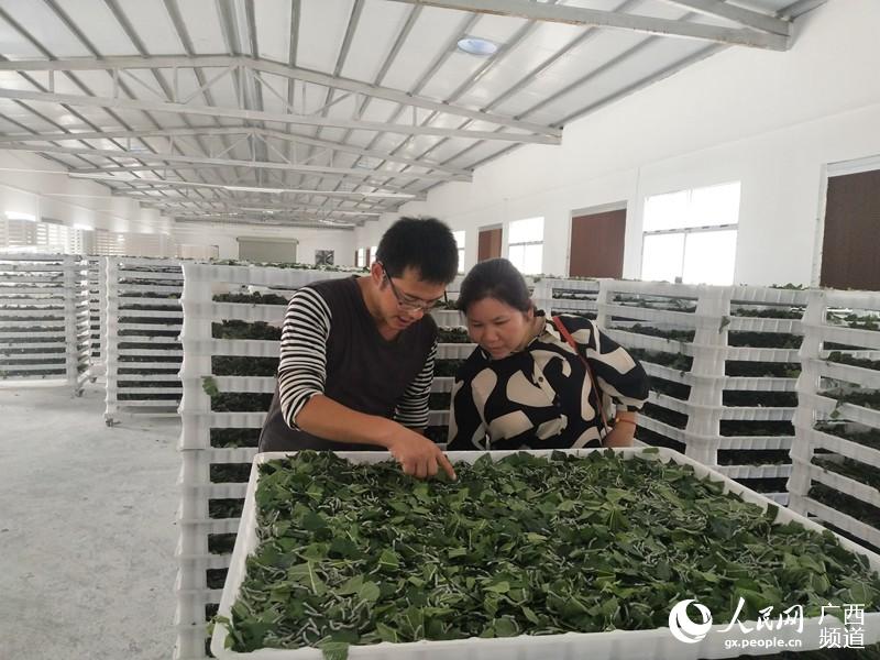 忻城縣科技特派員黃雪蘭到六納村標准化桑蠶生產示范基地了解蠶虫培育情況，藍艷青攝