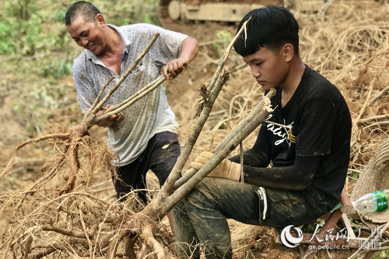 圖為貧困戶陳友昌（左一）與他兒子正在地裡處理挖出來的五指毛桃。覃春婷攝