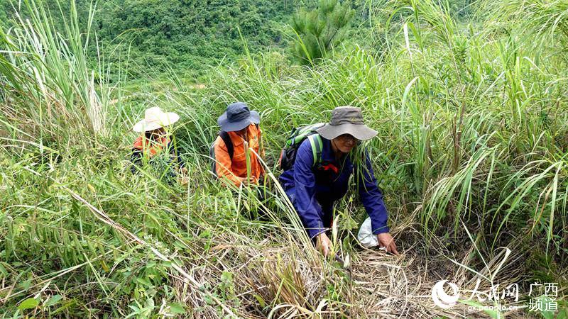 地質技術員從草比人高的山路穿行。杜小品攝